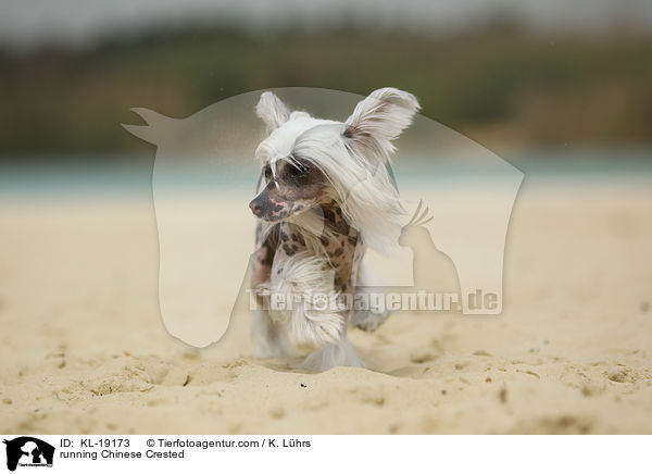 running Chinese Crested / KL-19173