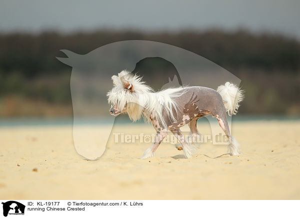 running Chinese Crested / KL-19177