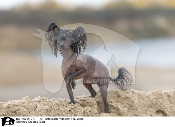Chinese Crested Dog / NW-01077