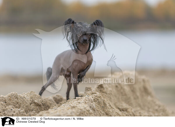 Chinese Crested Dog / NW-01079