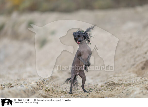 Chinese Crested Dog / NW-01080