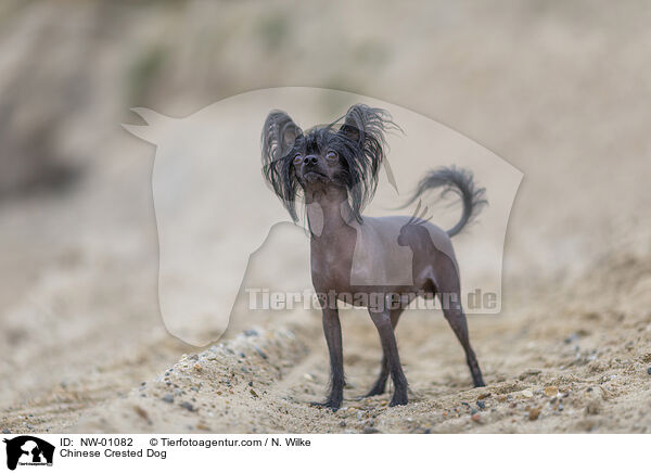 Chinese Crested Dog / NW-01082