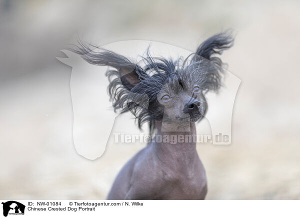 Chinese Crested Dog Portrait / NW-01084