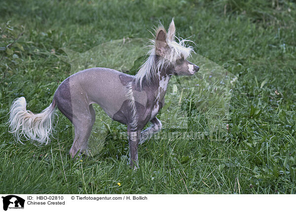 Chinese Crested / HBO-02810