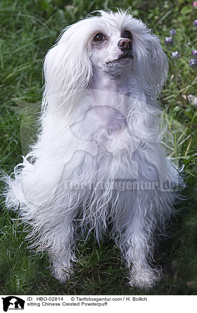 sitting Chinese Crested Powderpuff / HBO-02814