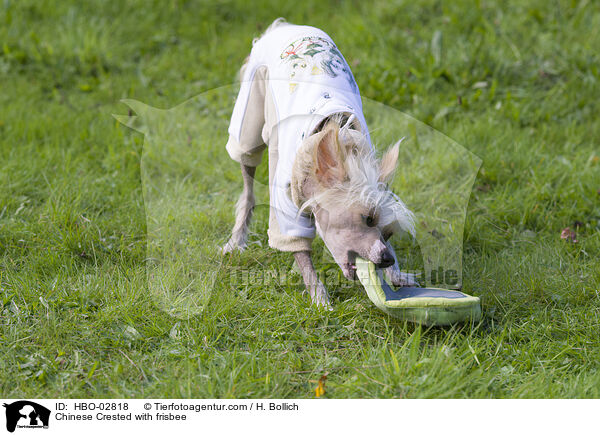 Chinese Crested with frisbee / HBO-02818