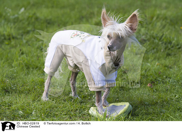 Chinese Crested / HBO-02819