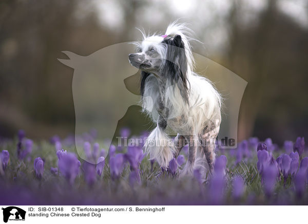 standing Chinese Crested Dog / SIB-01348