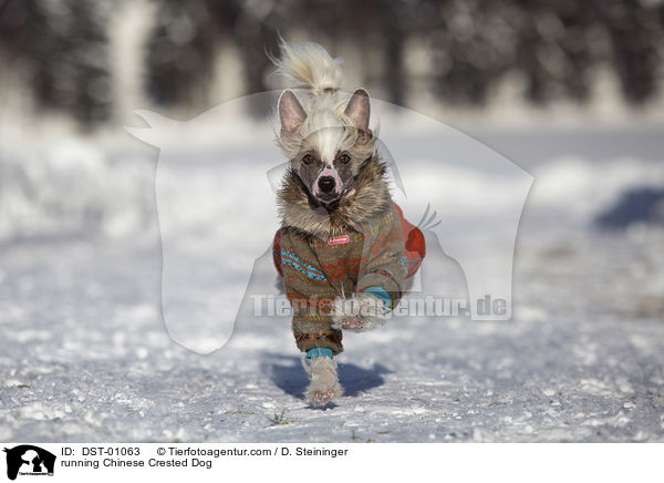 running Chinese Crested Dog / DST-01063