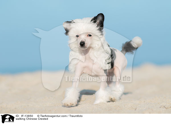 walking Chinese Crested / IF-13850