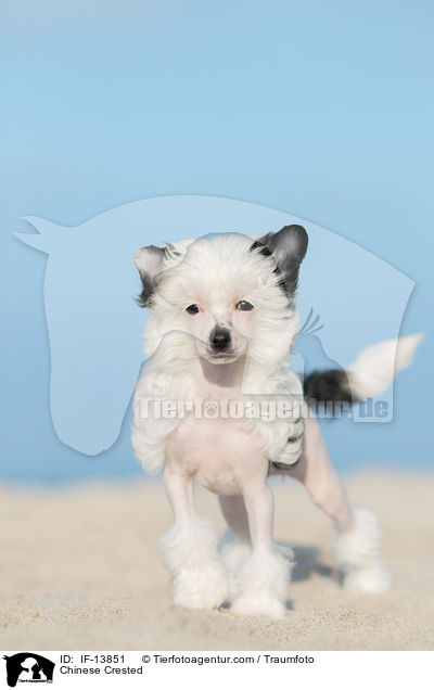 Chinese Crested / IF-13851