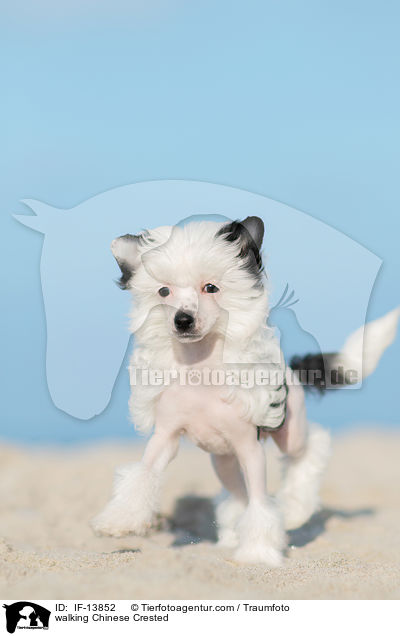 walking Chinese Crested / IF-13852