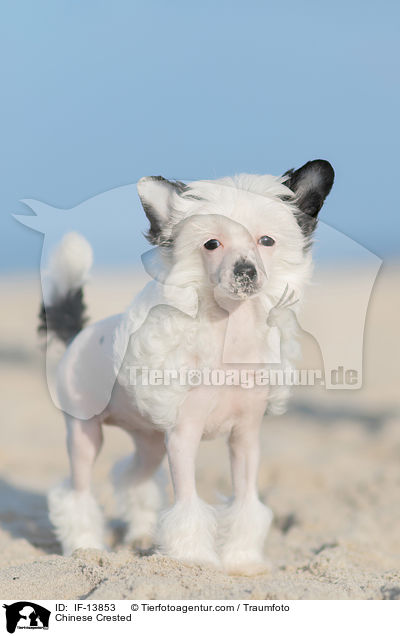 Chinese Crested / IF-13853