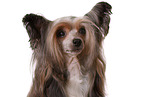 Chinese Crested Dog Powder Puff Portrait