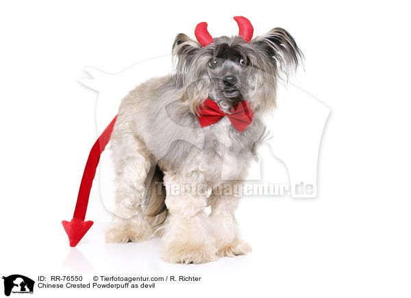 Chinese Crested Powderpuff as devil / RR-76550