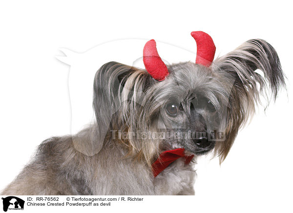 Chinese Crested Powderpuff as devil / RR-76562