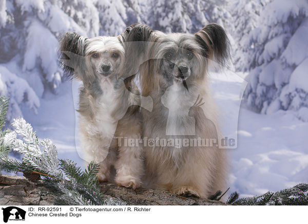 Chinese Crested Dogs / RR-92591