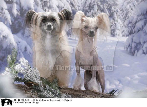 Chinese Crested Dogs / RR-92593