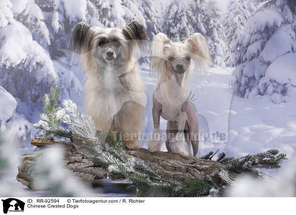 Chinese Crested Dogs / RR-92594