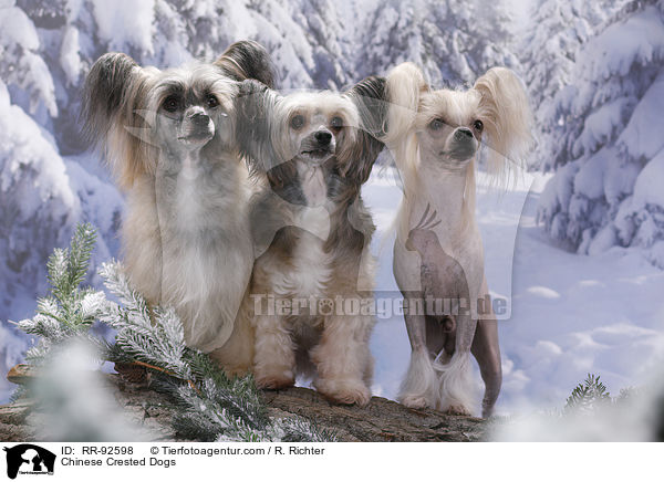 Chinese Crested Dogs / Chinese Crested Dogs / RR-92598