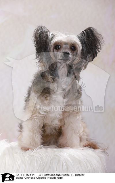 sitting Chinese Crested Powderpuff / RR-92644