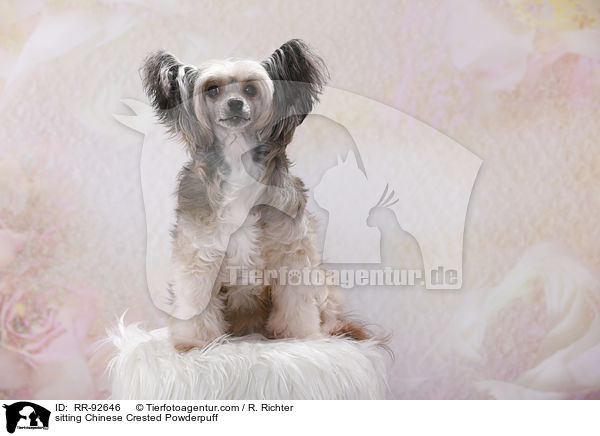 sitting Chinese Crested Powderpuff / RR-92646