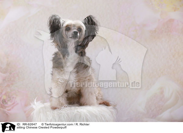 sitting Chinese Crested Powderpuff / RR-92647