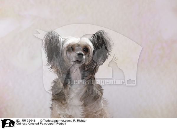 Chinese Crested Powderpuff Portrait / RR-92648