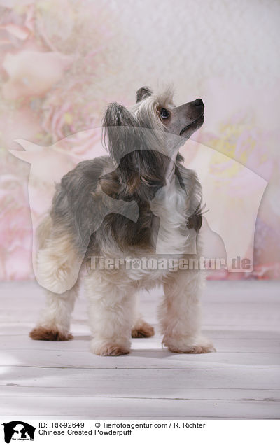 Chinese Crested Powderpuff / RR-92649