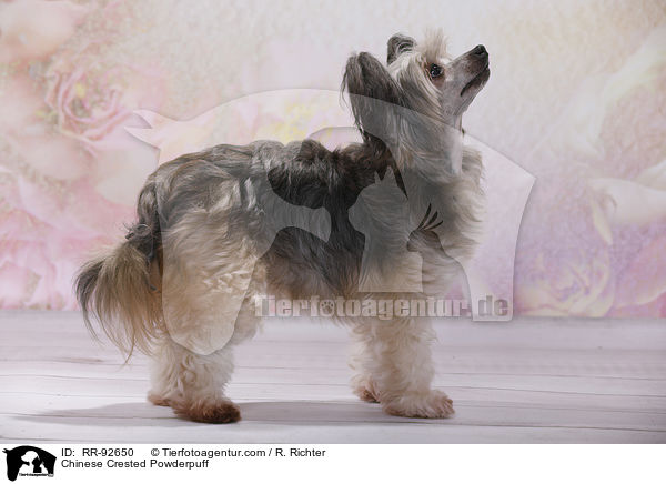 Chinese Crested Powderpuff / Chinese Crested Powderpuff / RR-92650