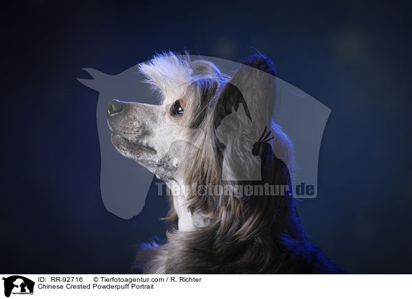 Chinese Crested Powderpuff Portrait / RR-92716