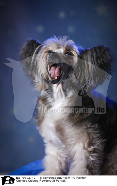 Chinese Crested Powderpuff Portrait / RR-92719