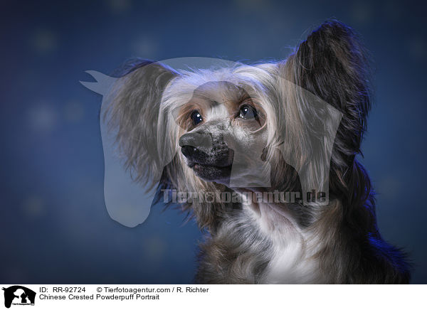 Chinese Crested Powderpuff Portrait / RR-92724