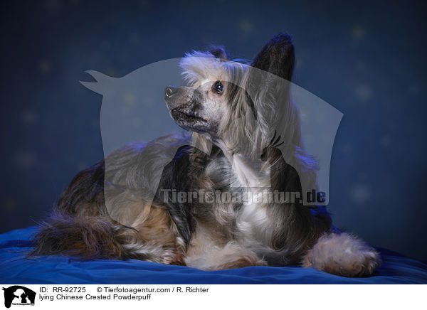 lying Chinese Crested Powderpuff / RR-92725