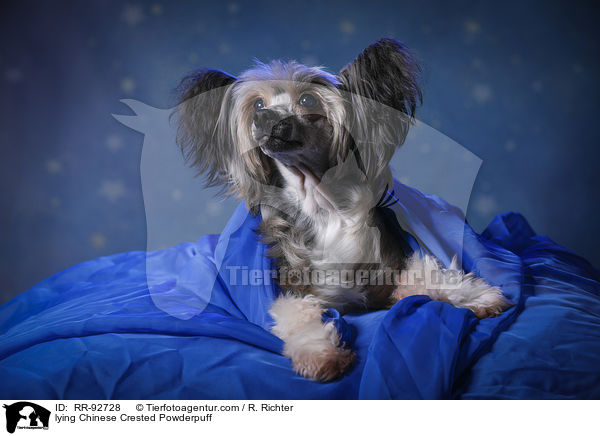 liegender Chinese Crested Powderpuff / lying Chinese Crested Powderpuff / RR-92728