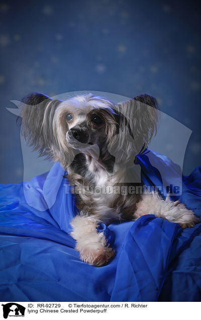 liegender Chinese Crested Powderpuff / lying Chinese Crested Powderpuff / RR-92729