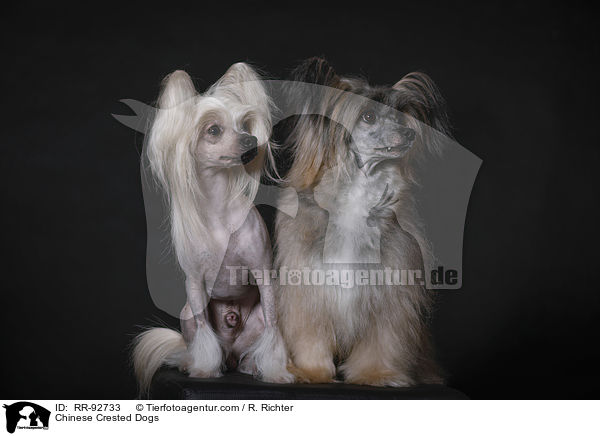 Chinese Crested Dogs / RR-92733