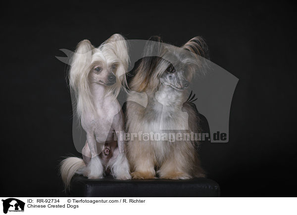 Chinese Crested Dogs / RR-92734