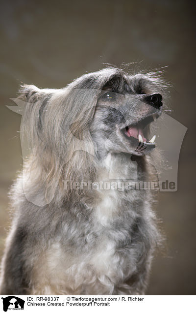 Chinese Crested Powderpuff Portrait / RR-98337