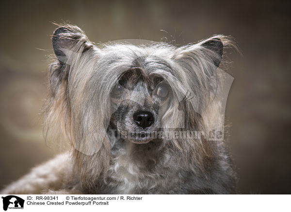 Chinesischer Schopfhund Powderpuff Portrait / Chinese Crested Powderpuff Portrait / RR-98341