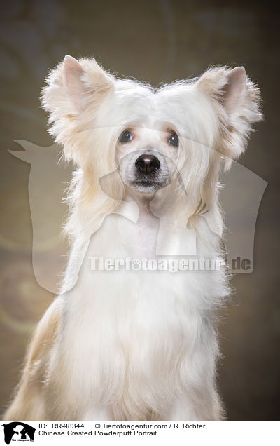 Chinesischer Schopfhund Powderpuff Portrait / Chinese Crested Powderpuff Portrait / RR-98344
