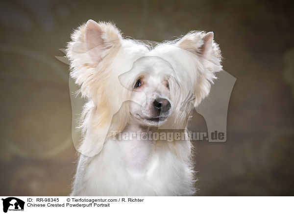 Chinesischer Schopfhund Powderpuff Portrait / Chinese Crested Powderpuff Portrait / RR-98345