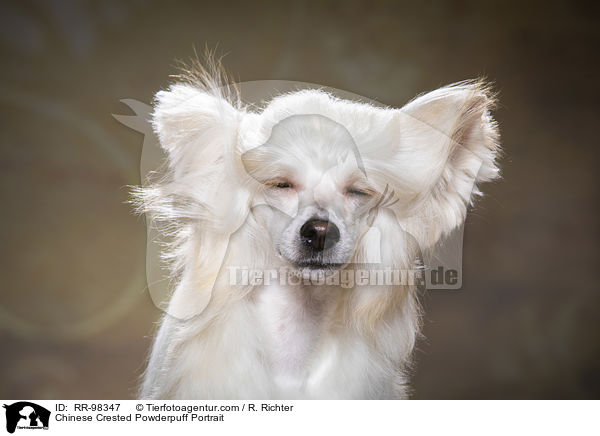 Chinesischer Schopfhund Powderpuff Portrait / Chinese Crested Powderpuff Portrait / RR-98347