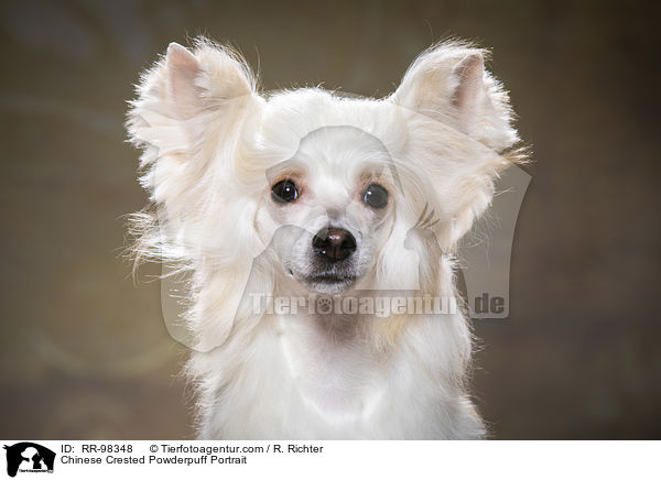 Chinesischer Schopfhund Powderpuff Portrait / Chinese Crested Powderpuff Portrait / RR-98348