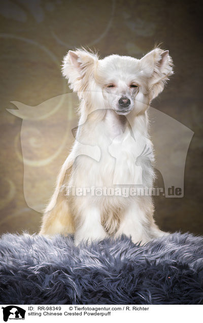 sitting Chinese Crested Powderpuff / RR-98349