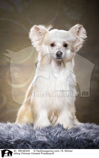 sitting Chinese Crested Powderpuff / RR-98350