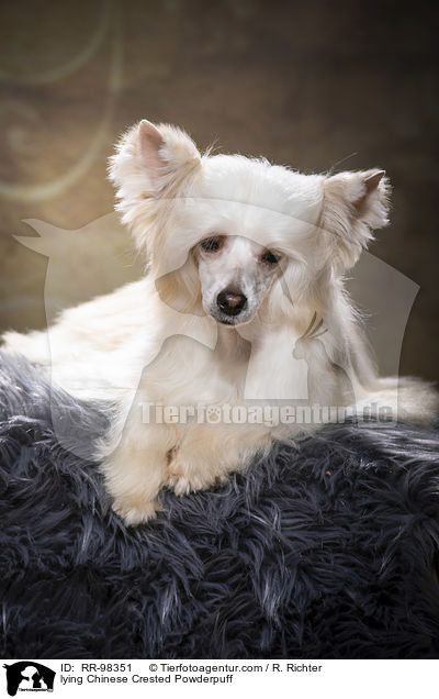 lying Chinese Crested Powderpuff / RR-98351