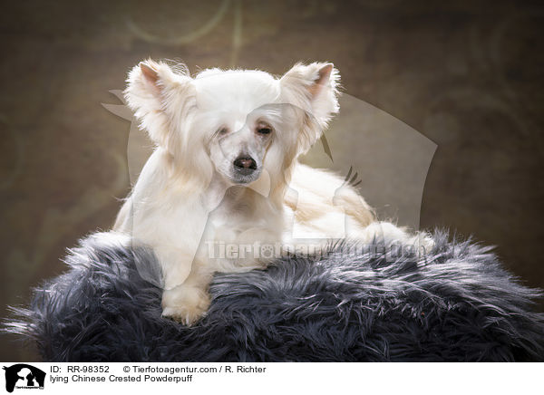 lying Chinese Crested Powderpuff / RR-98352