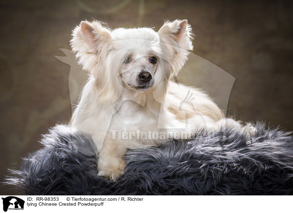 lying Chinese Crested Powderpuff / RR-98353