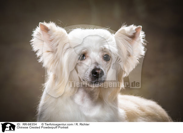 Chinesischer Schopfhund Powderpuff Portrait / Chinese Crested Powderpuff Portrait / RR-98354